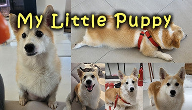 My Little Puppy - PC (Steam)