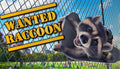 Wanted Raccoon - PC (Steam)